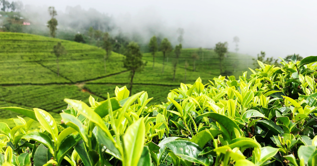 From Field to Cup How Tea is Sourced and The Journey of Tea