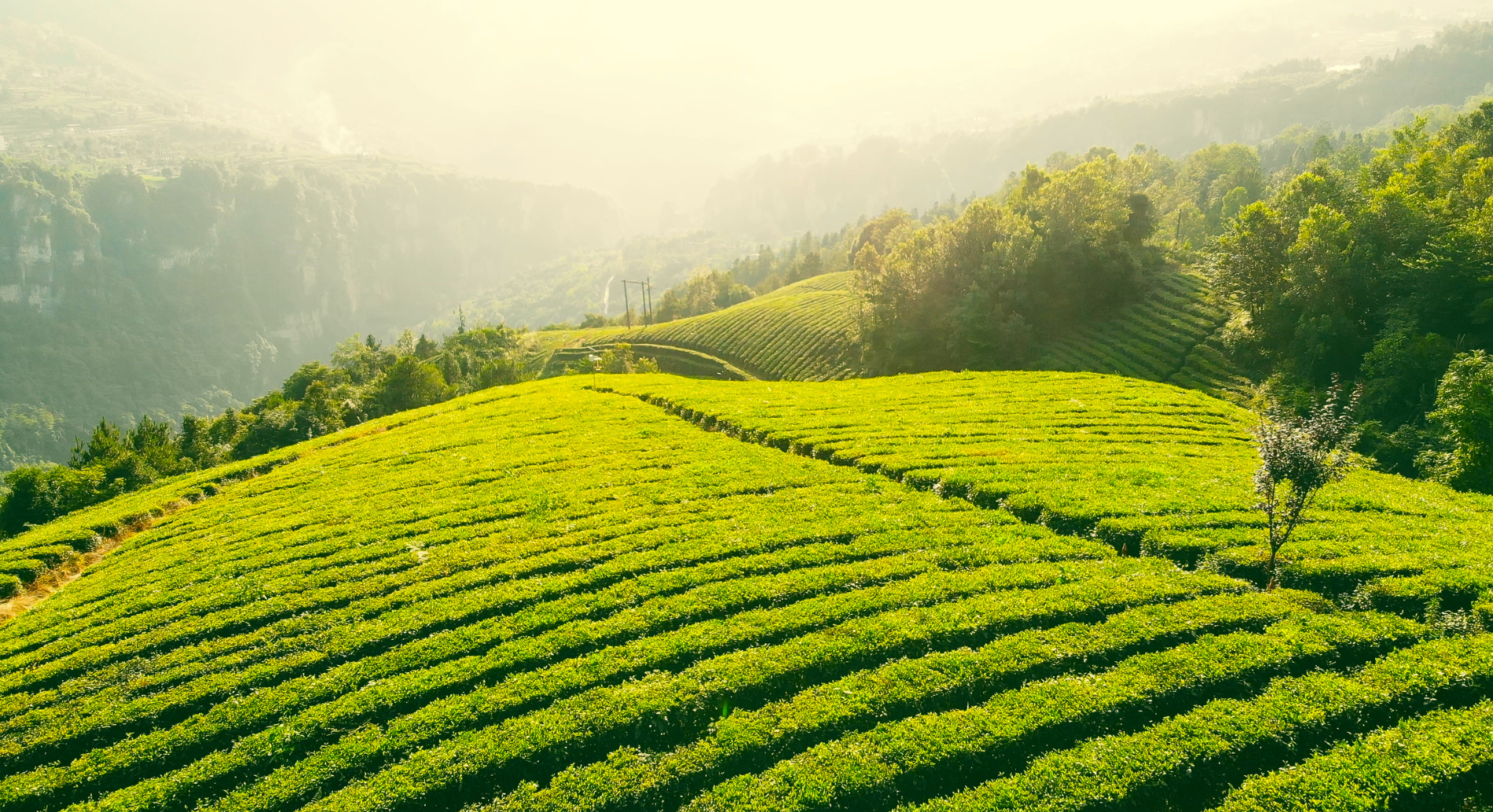 A Brief History of Black Tea