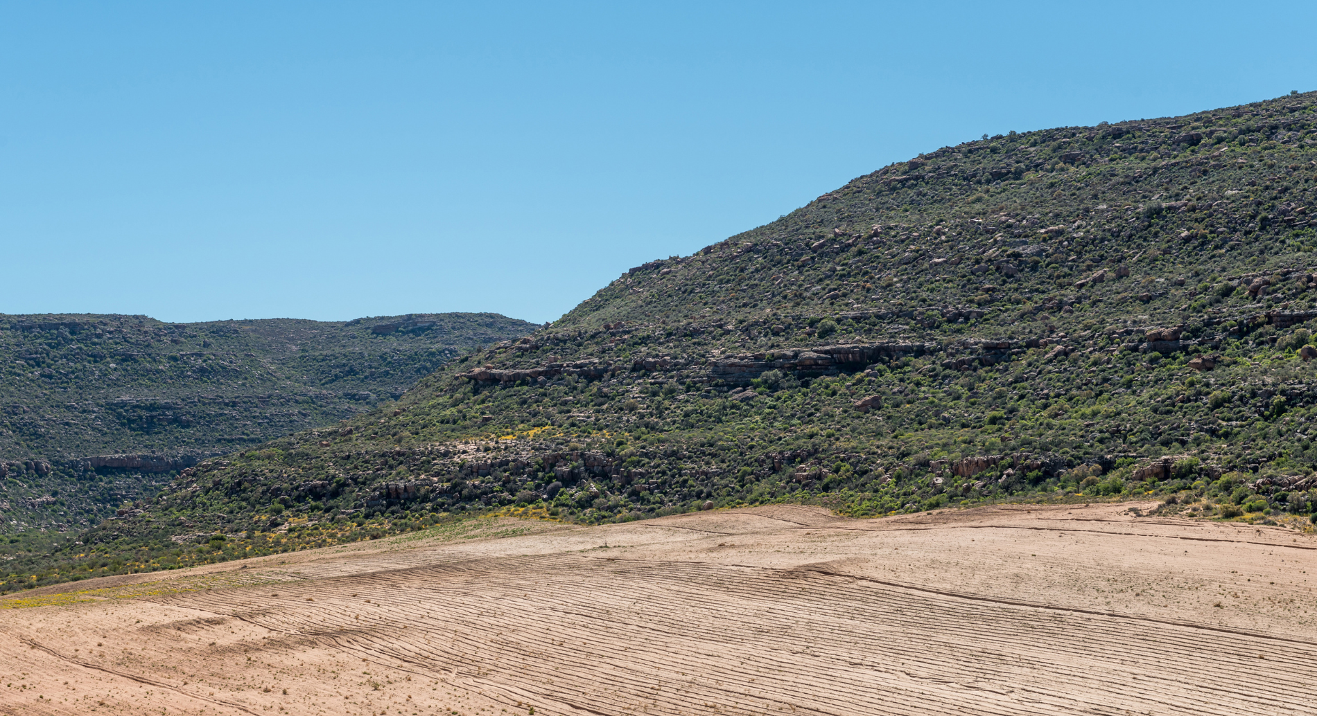 A Brief History of Rooibos