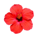 Hibiscus Flower 2 1